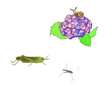 田んぼの虫と紫陽花.jpg