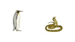 鳥と蛇.jpg