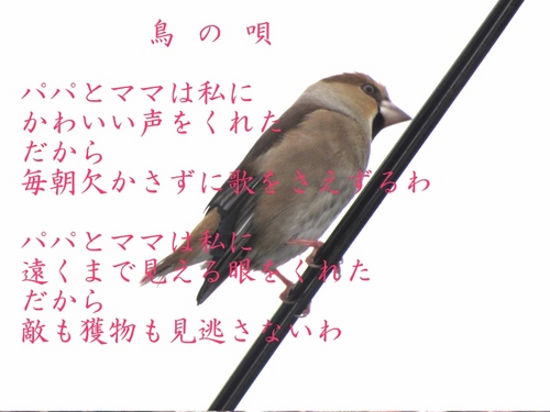 鳥の唄-1 (800x600).jpg