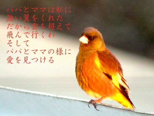 鳥の唄-3(-1410) (800x600).jpg